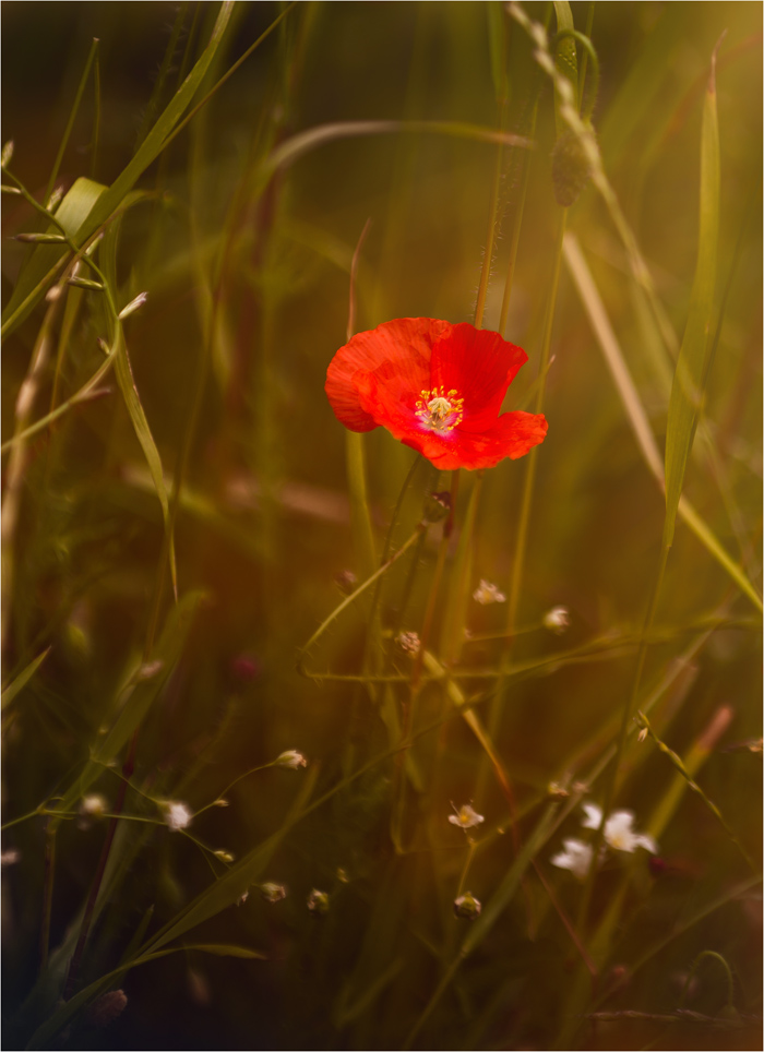 фото "..." метки: природа, 