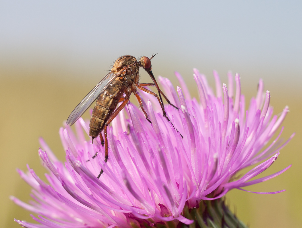 photo "***" tags: nature, macro and close-up, morning, муха