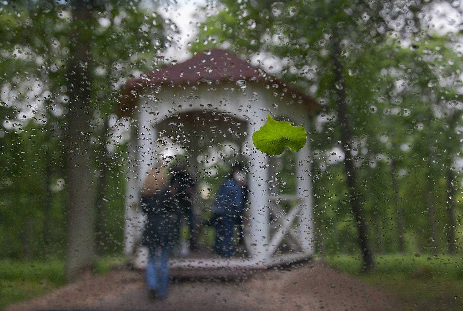 фото "Унесенный дождём...." метки: пейзаж, макро и крупный план, природа, беседка, дождь, капли, листик, люди, стекло