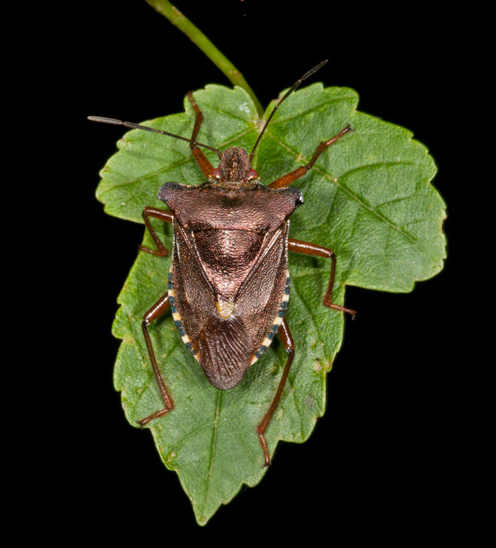 photo "Pentatoma rufipes" tags: nature, macro and close-up, Pentatoma rufipes