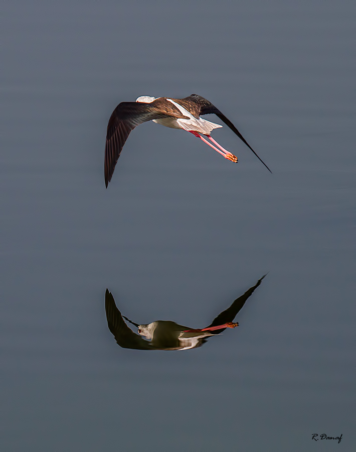 фото "Reflection 02" метки: природа, 