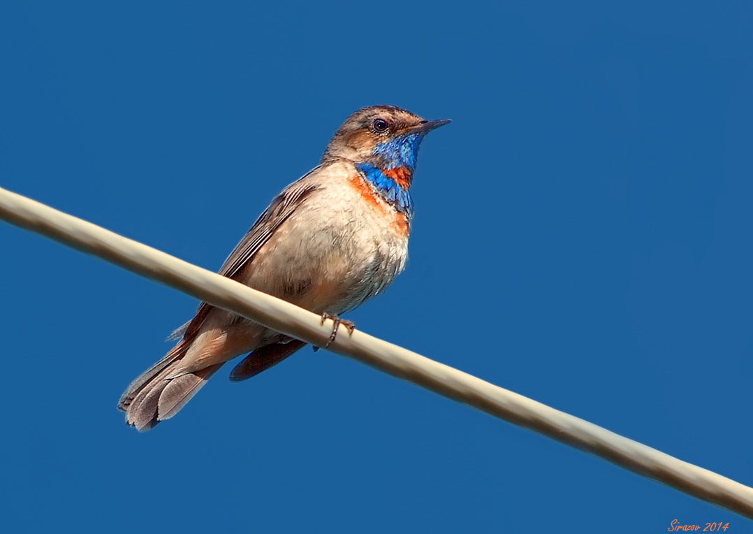photo "Bluethroat" tags: nature, 