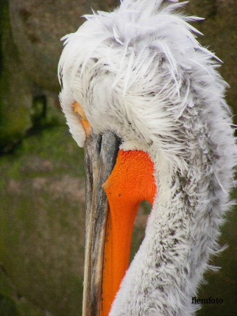 photo "Big bird" tags: nature, 