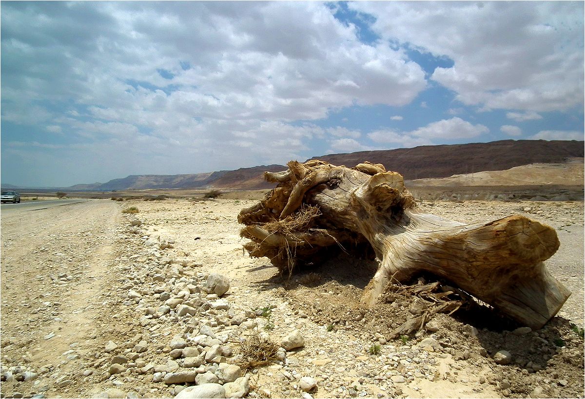 photo "Detail of the landscape" tags: travel, nature, Dead sea, Мертвое море