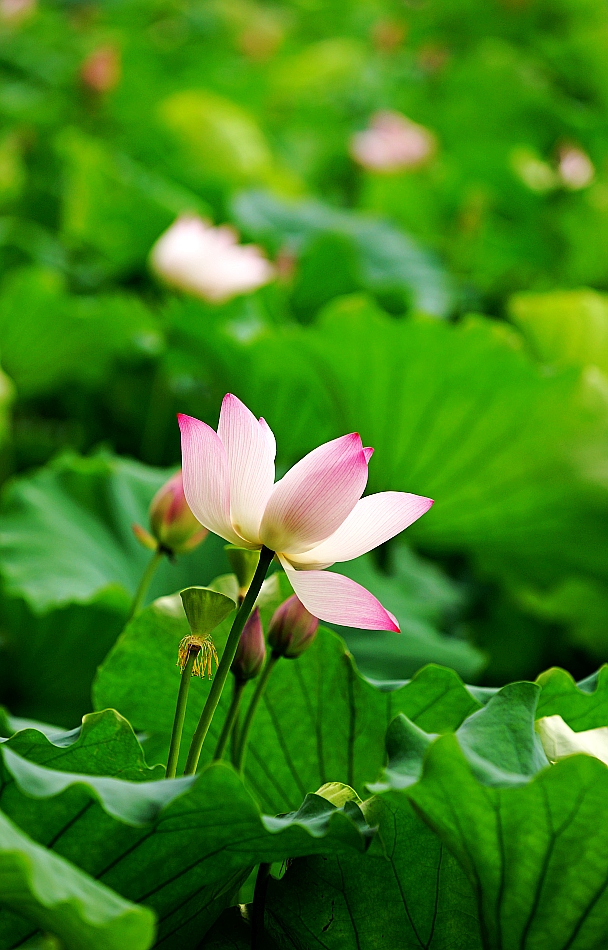 фото "lotus in Guangxi University 2014" метки: природа, пейзаж, город, summer, Азия, облака, озеро, цветы