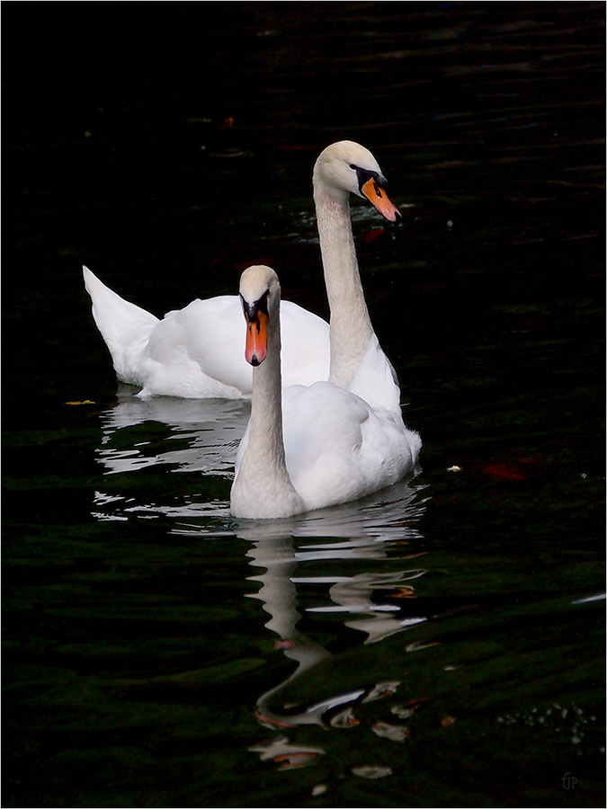 фото "Winged foam" метки: природа, Swan