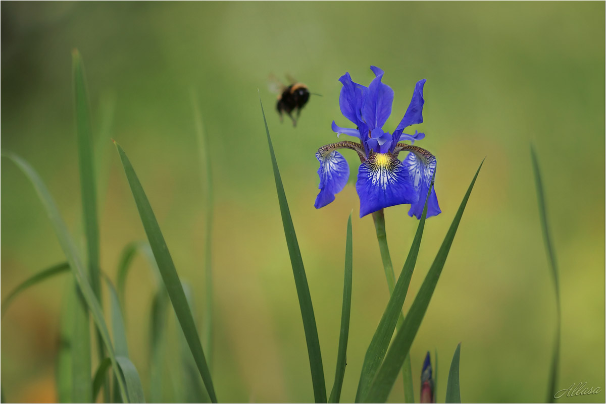 photo "***" tags: nature, fragment, 