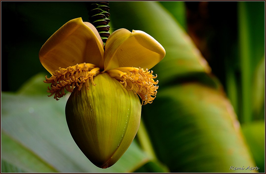 photo "***" tags: nature, macro and close-up, 