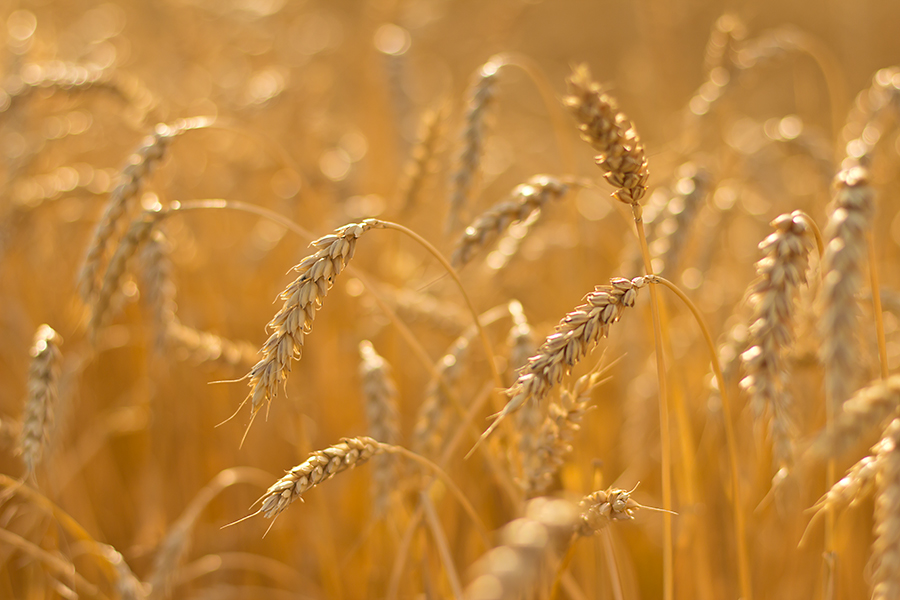 photo "***" tags: landscape, field, пшеница