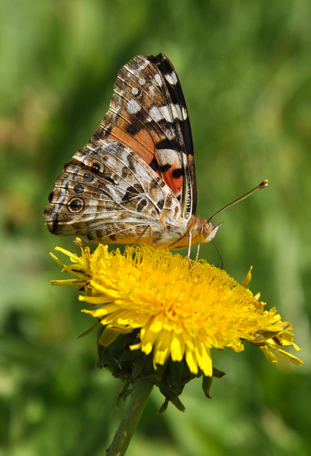 photo "***" tags: macro and close-up, nature, 