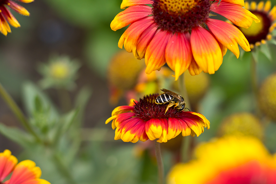 фото "Аэродром подскока ..." метки: природа, макро и крупный план, лето, пчёлы, цветы