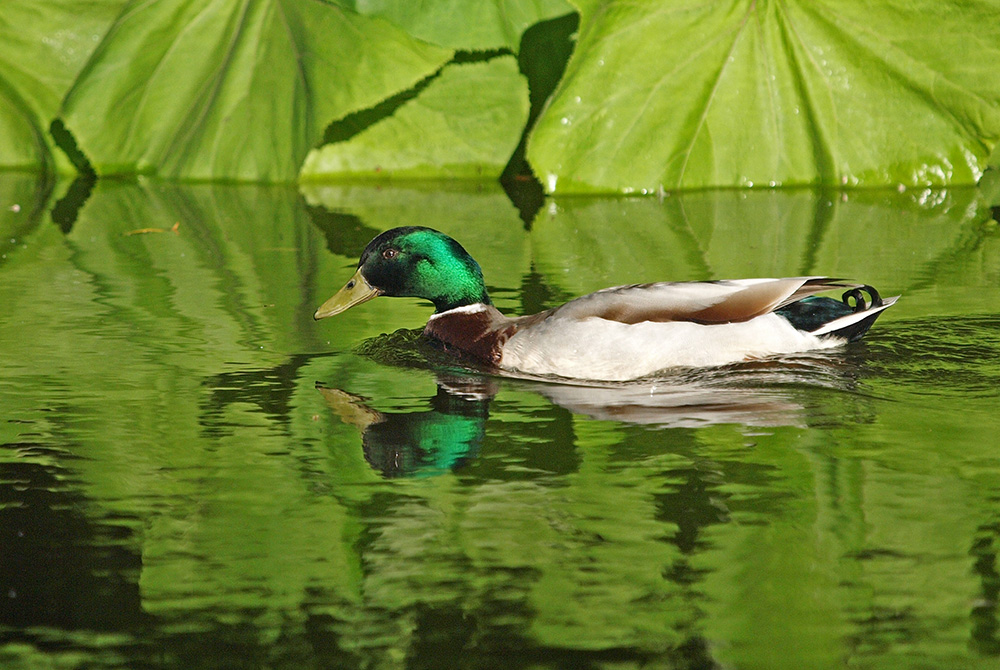 photo "Duck in Green" tags: nature, portrait, reporting, 