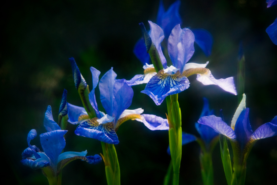 photo "***" tags: nature, 