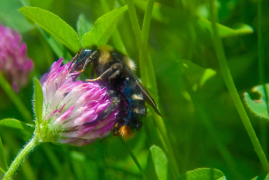 photo "***" tags: nature, 