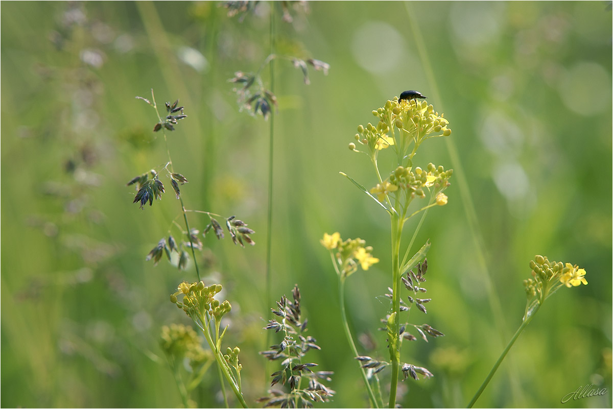 photo "***" tags: nature, fragment, macro and close-up, 