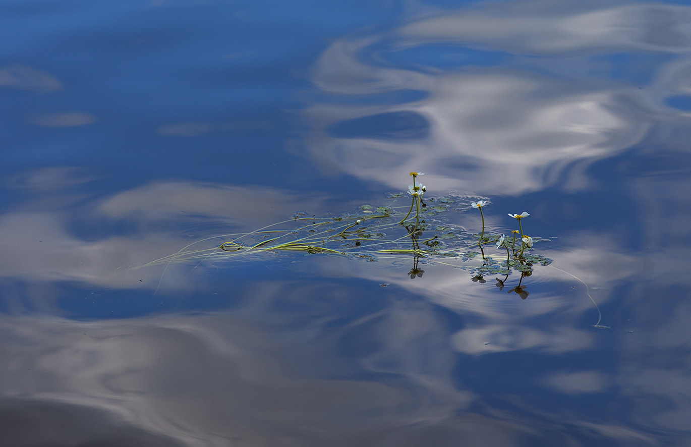photo "***" tags: landscape, nature, clouds, flowers, water