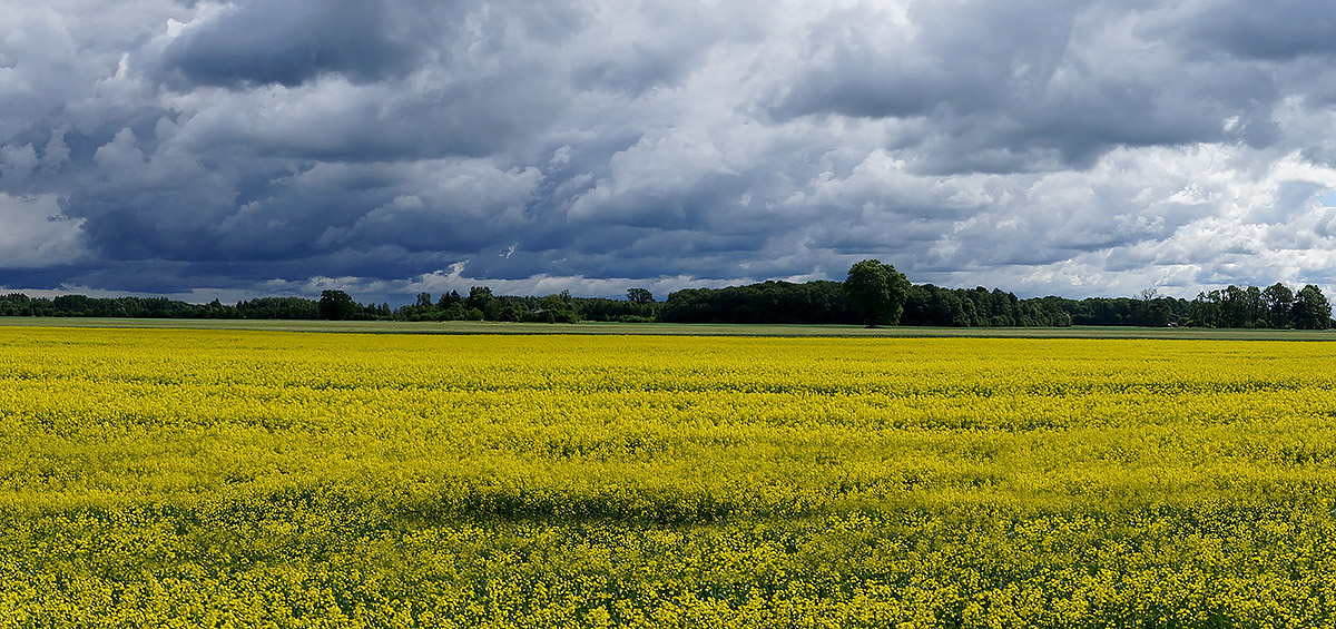 photo "***" tags: , clouds, field, sky, summer, рапс, тучи