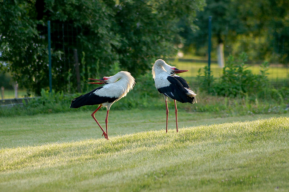 photo "Любовь" tags: nature, wild animals, аисты, птицы