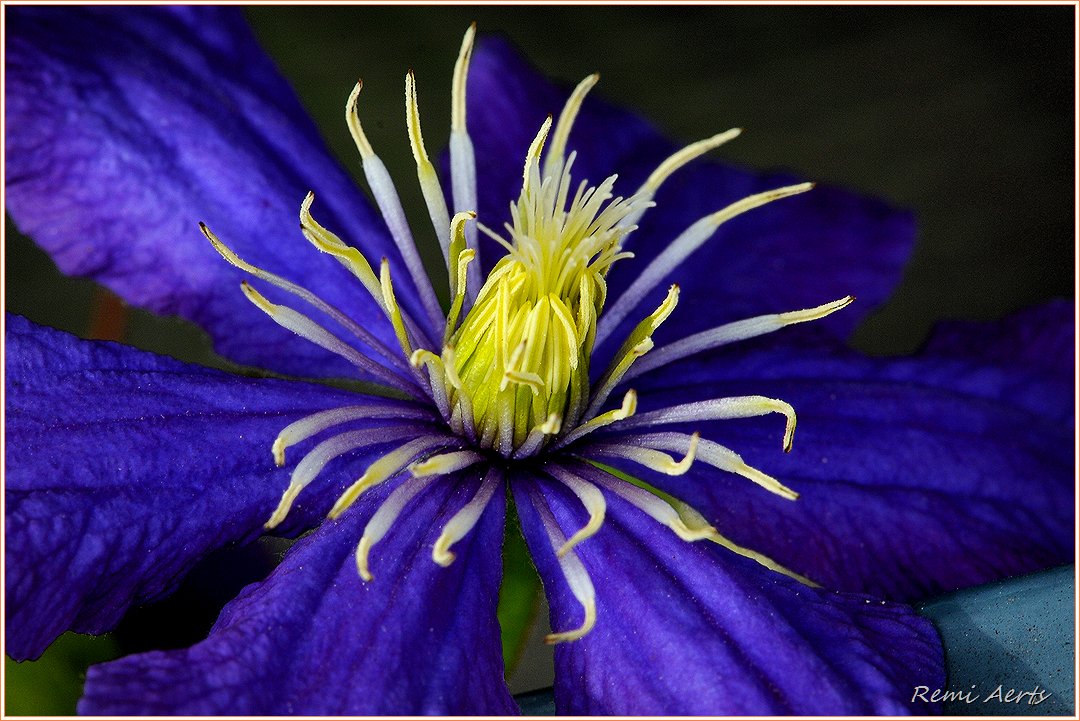 photo "***" tags: nature, macro and close-up, 