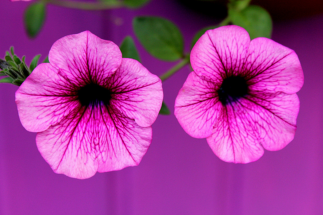 фото "***" метки: природа, 