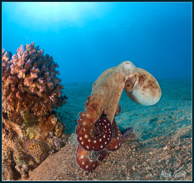 photo "Dance with me" tags: underwater, 