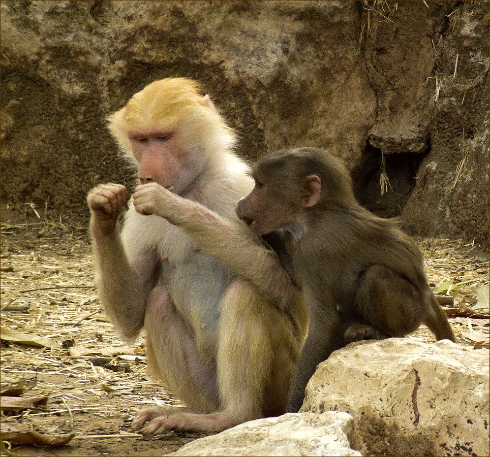 photo "Do as I do." tags: nature, genre, monkeys, обезьяны