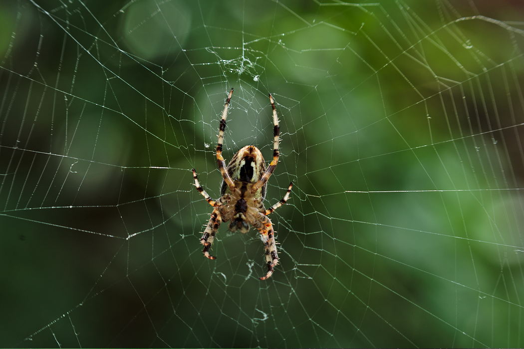 photo "***" tags: macro and close-up, 