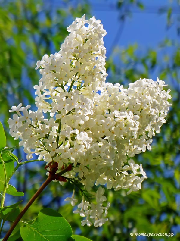 фото "Белая сирень" метки: природа, весна, дерево, сирень