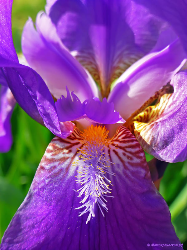 photo "***" tags: macro and close-up, ирис, цветок