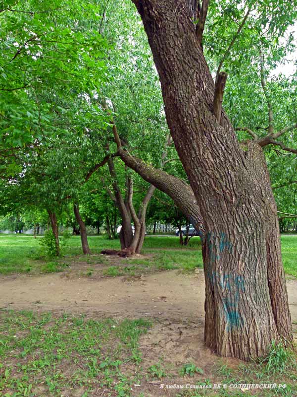 фото "Дерево" метки: природа, дерево