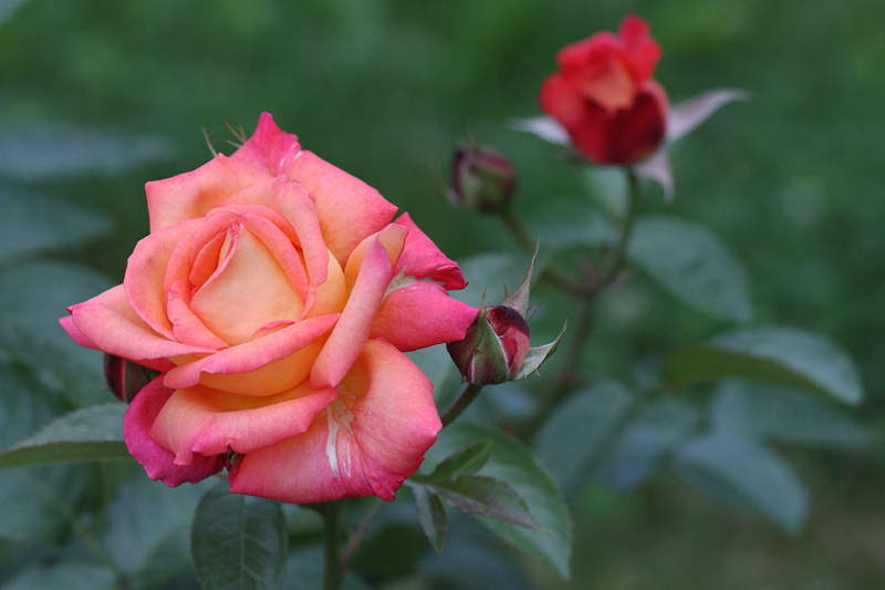 photo "***" tags: nature, flowers, summer