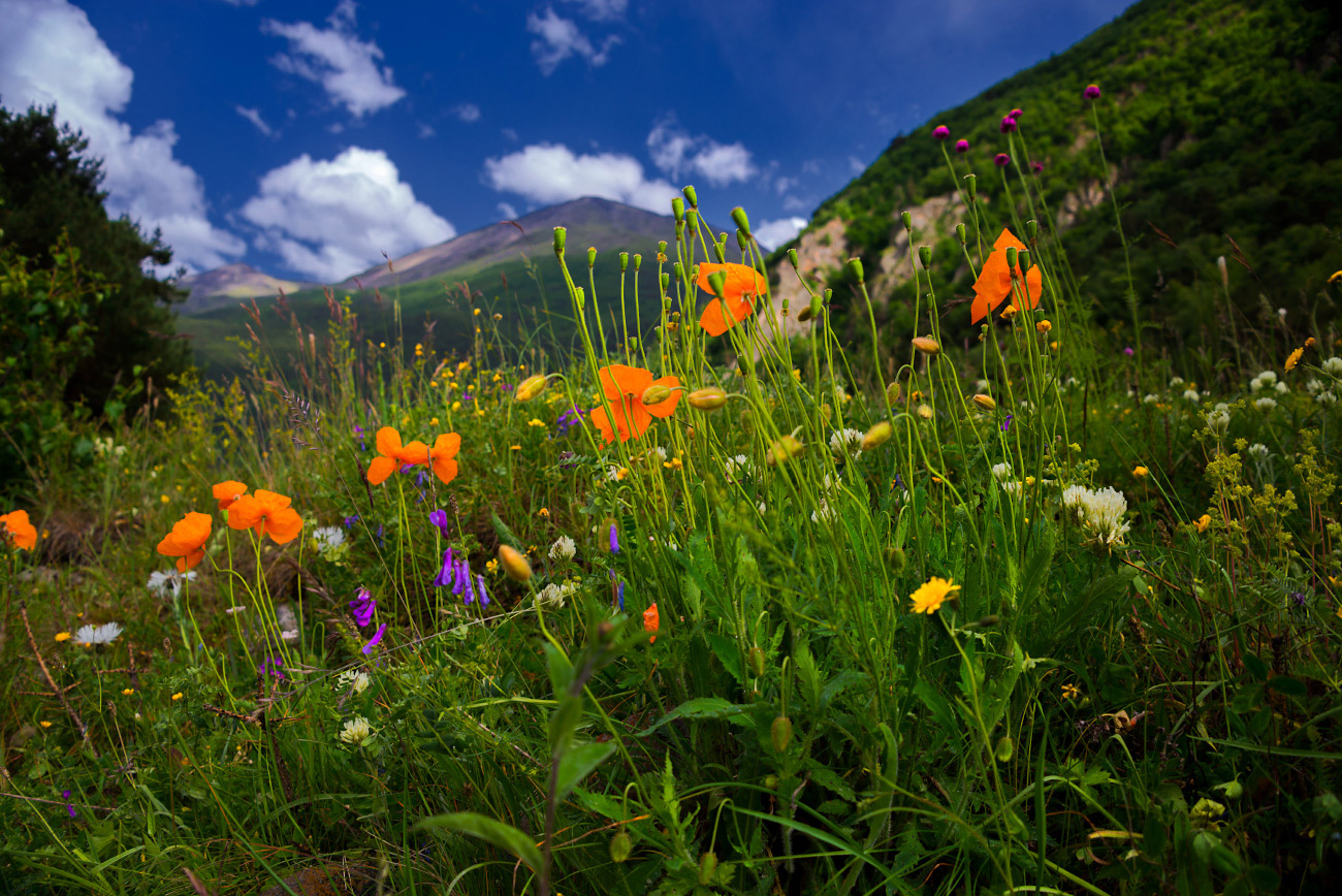 photo "Orange poppies Chegema" tags: landscape, 