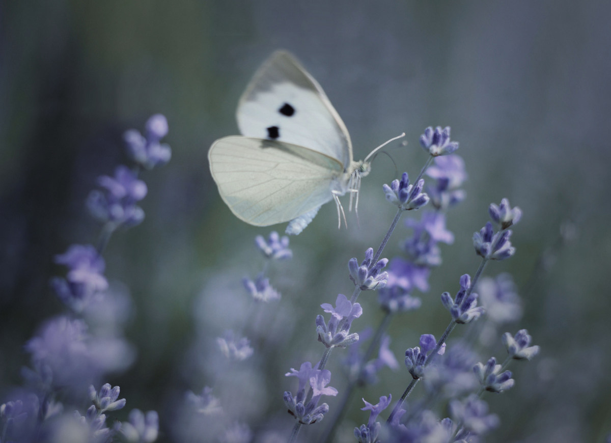 photo "***" tags: macro and close-up, 