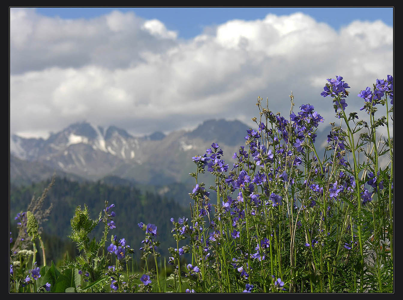 photo "***" tags: nature, landscape, Asia, flowers, mountains, summer