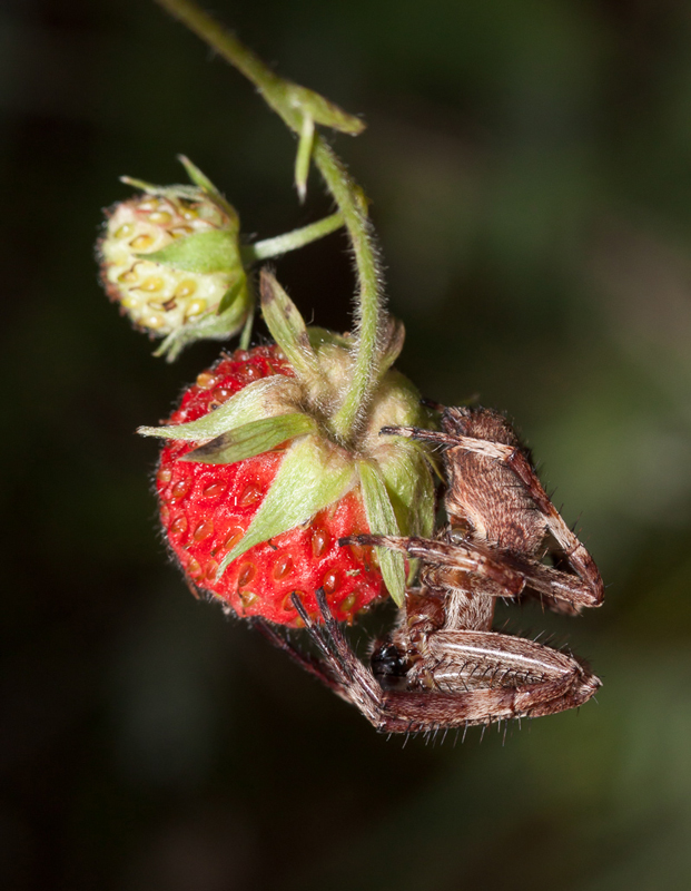 photo "***" tags: nature, macro and close-up, spider, земляника