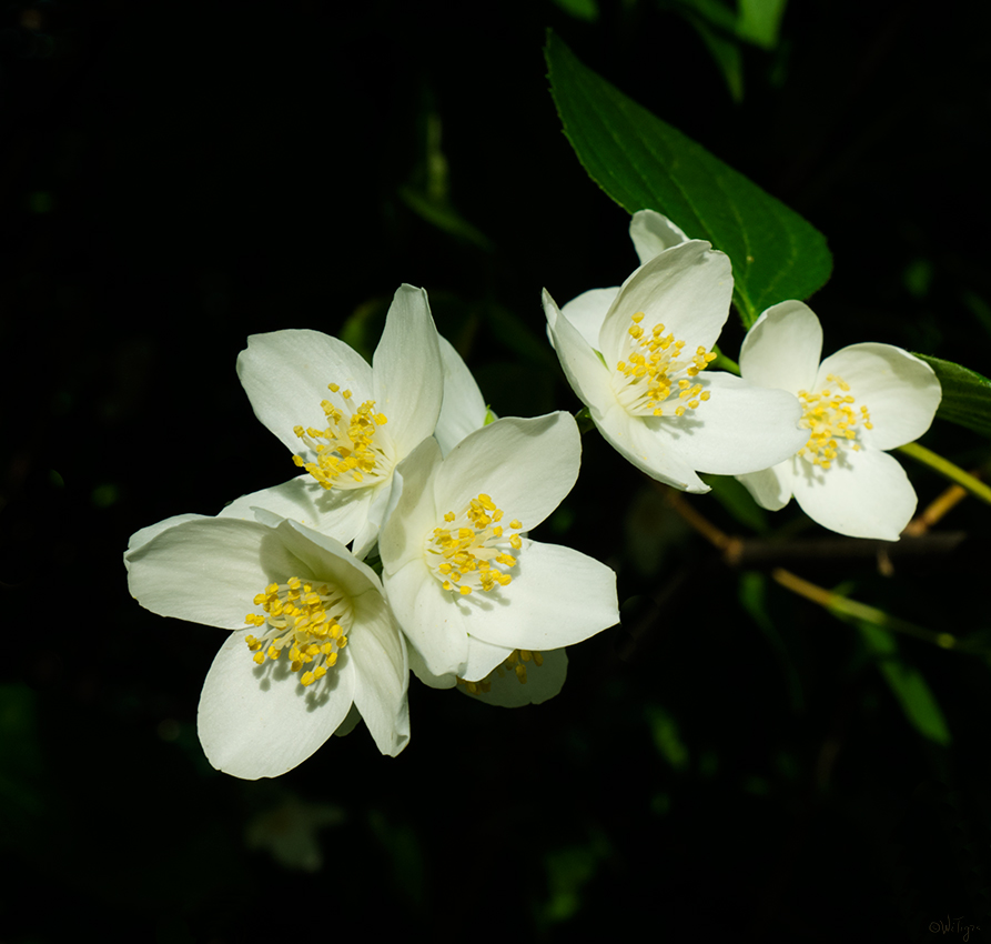 photo "***" tags: macro and close-up, flowers, summer