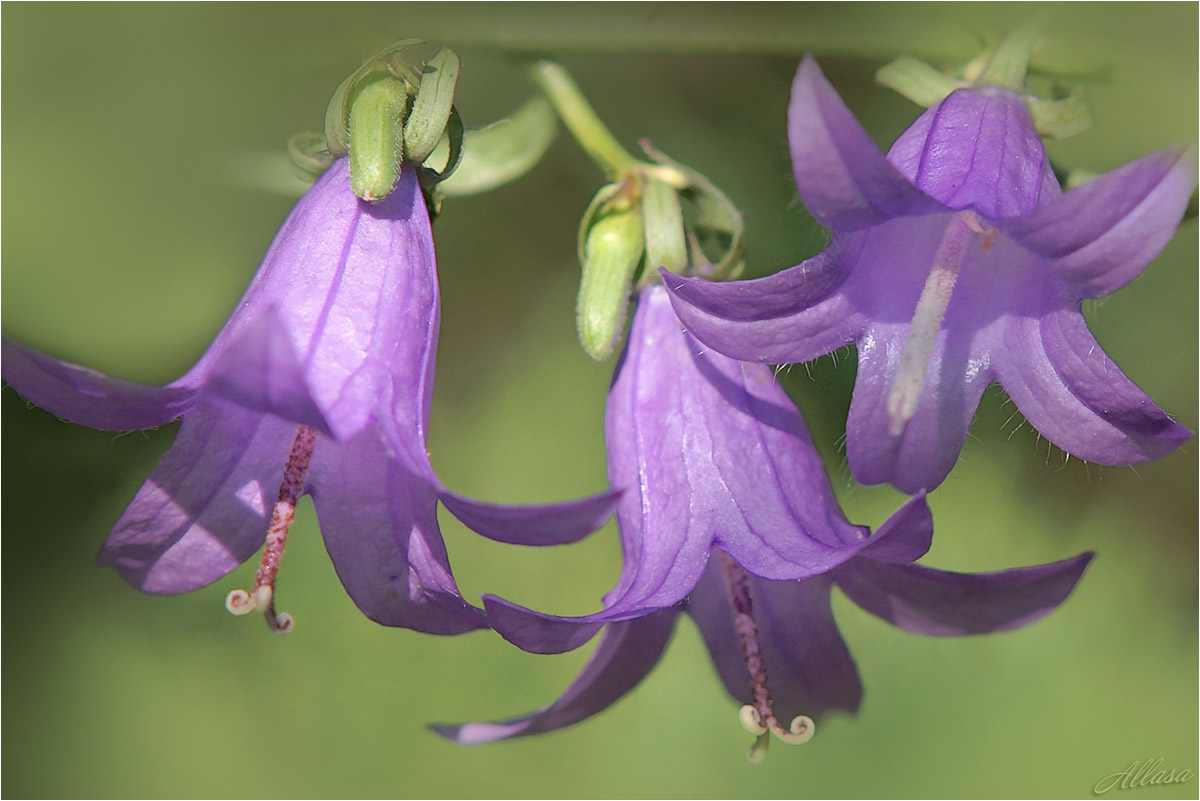 photo "***" tags: macro and close-up, nature, 