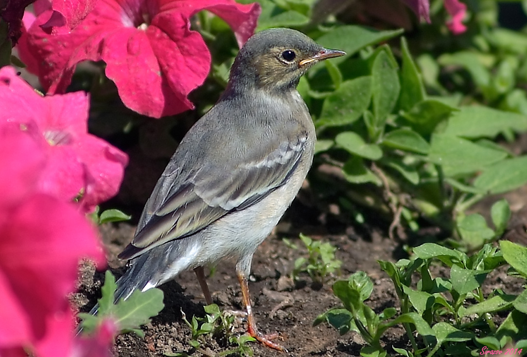 photo "Garden Warbler" tags: nature, 