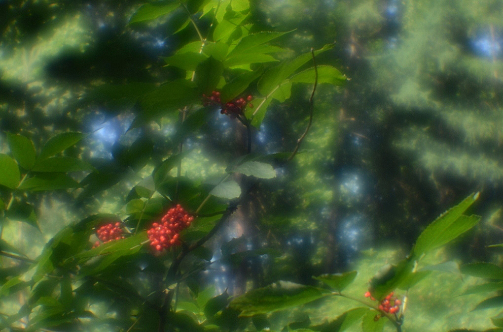 photo "***" tags: nature, summer, волчья ягода, монокль, ягода
