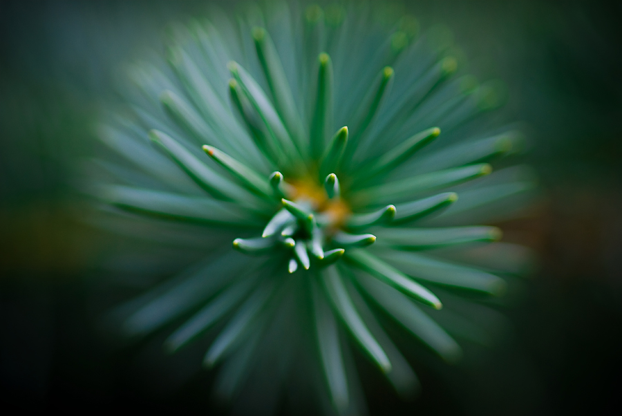 photo "***" tags: macro and close-up, 
