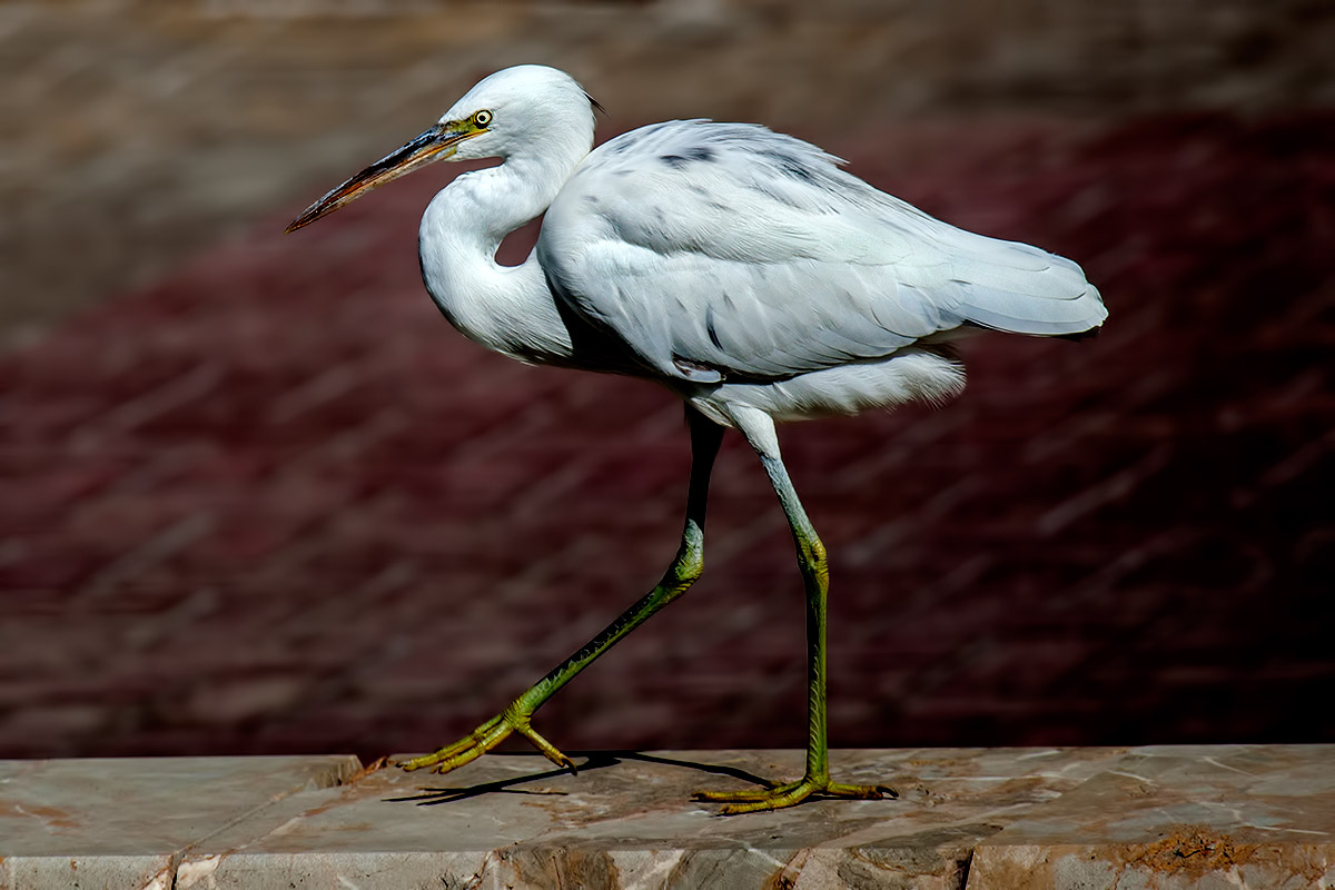 photo "Snowy egret" tags: nature, 