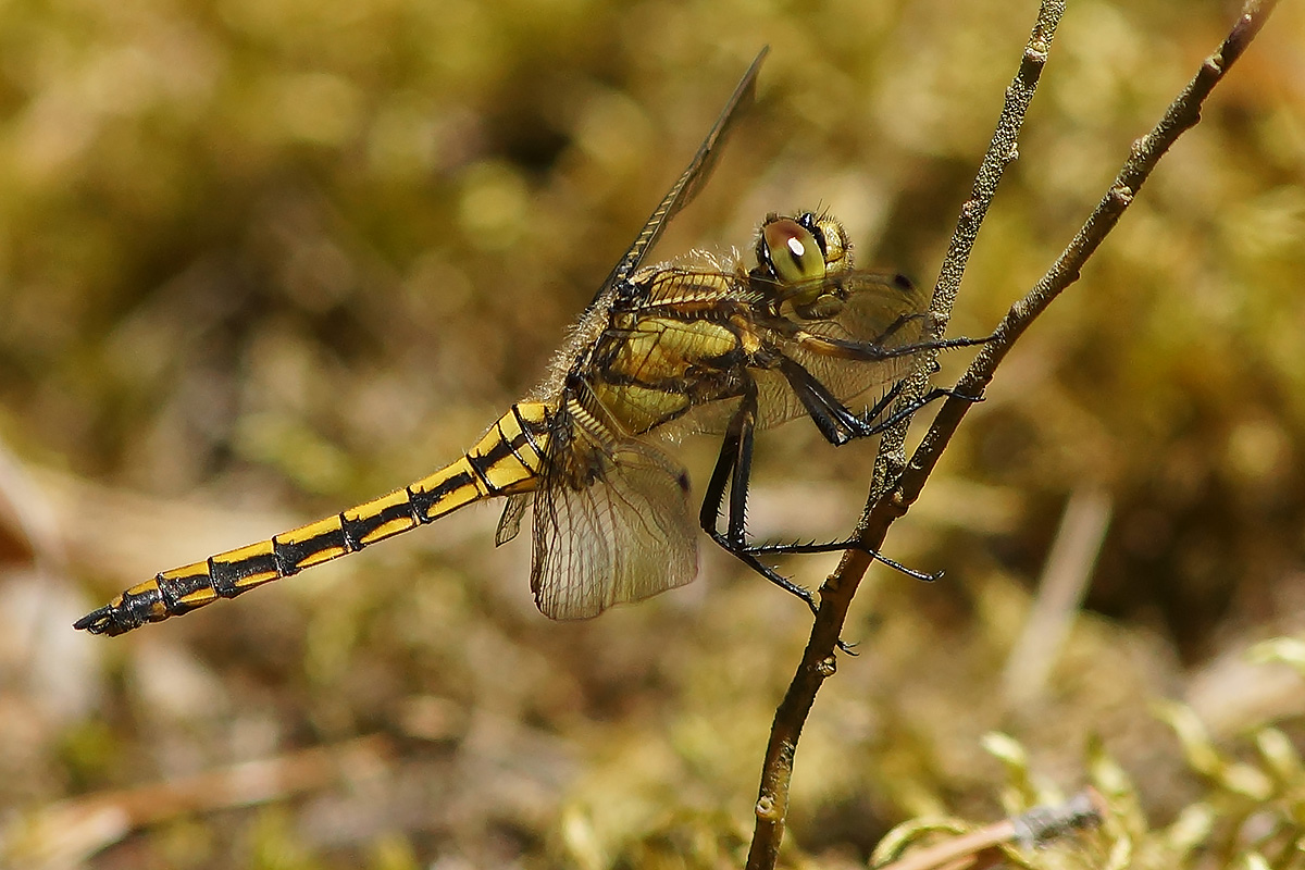 photo "Попрыгунья стрекоза" tags: nature, macro and close-up, стрекоза