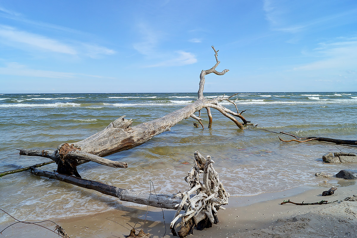 photo "Мыс КолкаКолка" tags: landscape, nature, beach, forest, sea, деревья