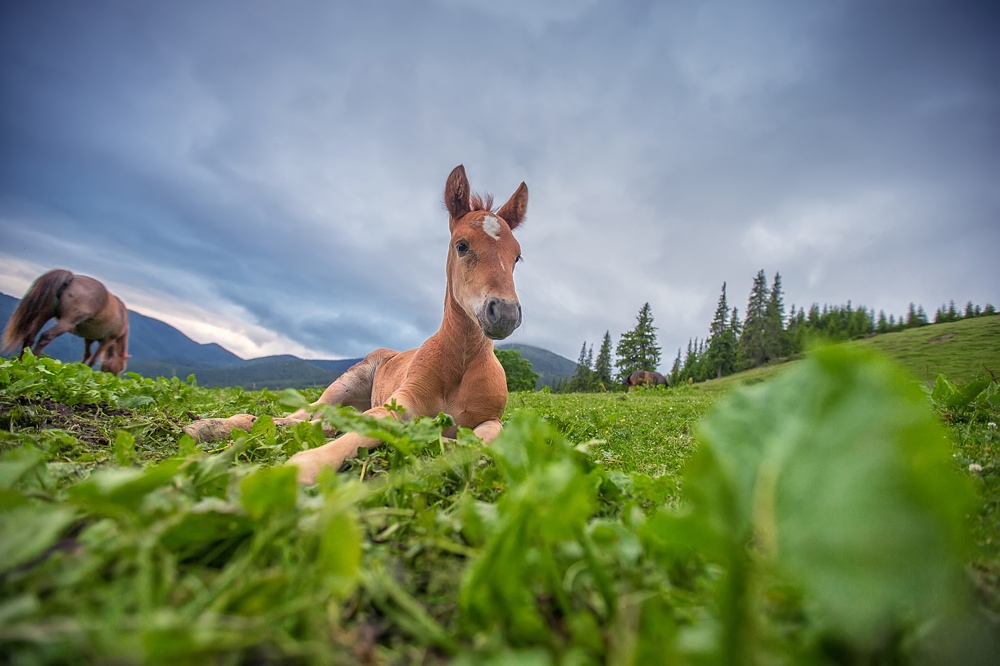 фото "leggy mini-horse" метки: пейзаж, путешествия, природа, 