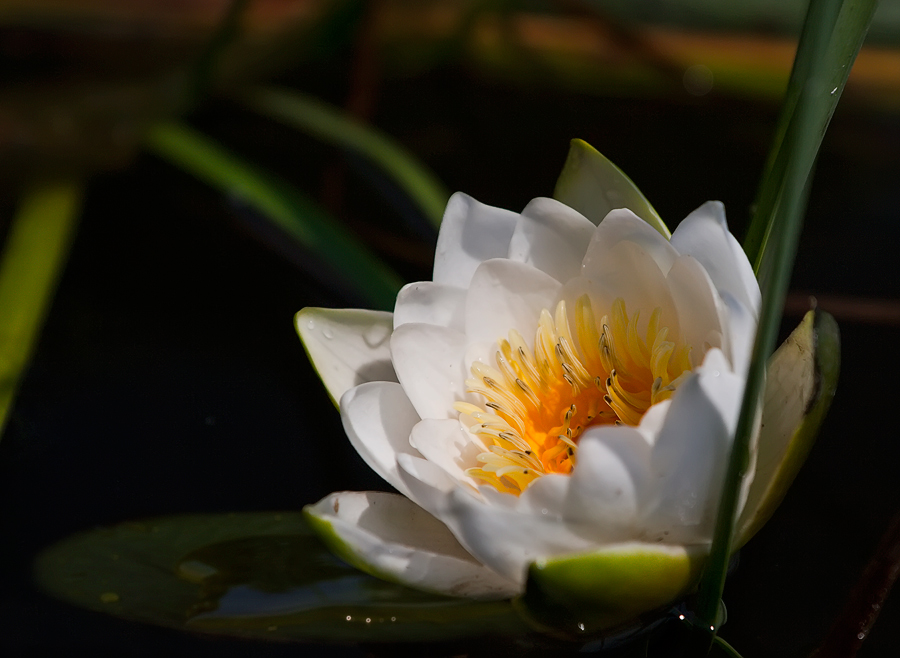 photo "***" tags: macro and close-up, nature, 