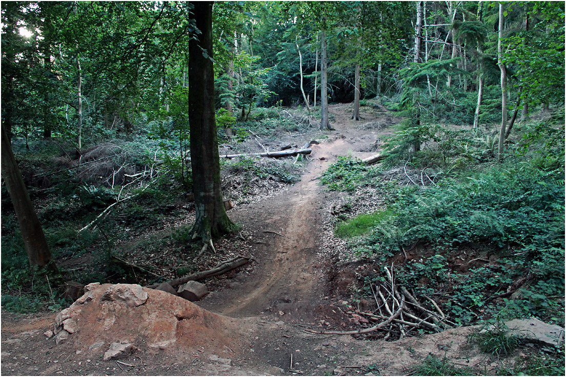 photo "***" tags: nature, forest, summer