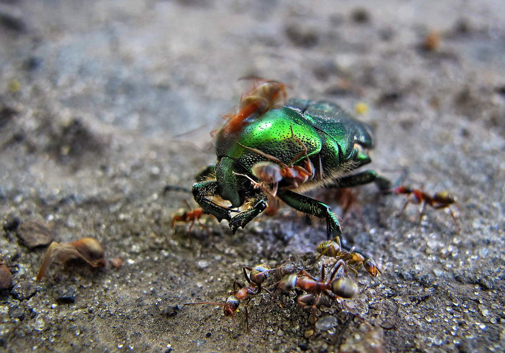 photo "***" tags: nature, macro and close-up, 