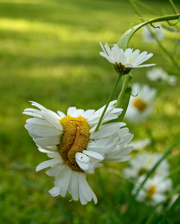 photo "child Blemish" tags: nature, macro and close-up, 