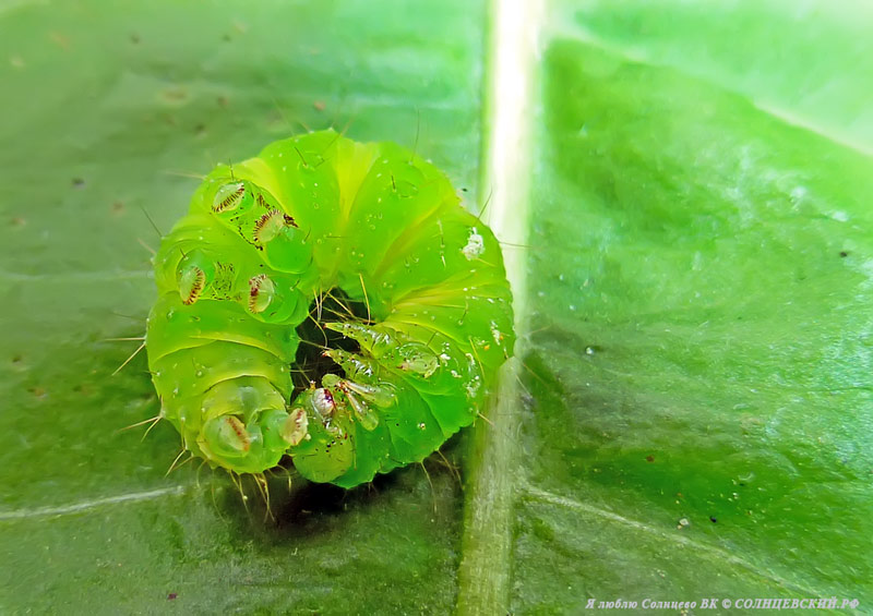 photo "***" tags: macro and close-up, insect, гусеница, червяк