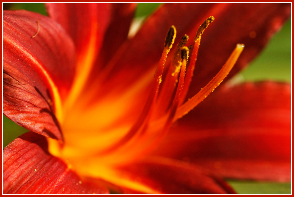 photo "Fire" tags: nature, macro and close-up, 